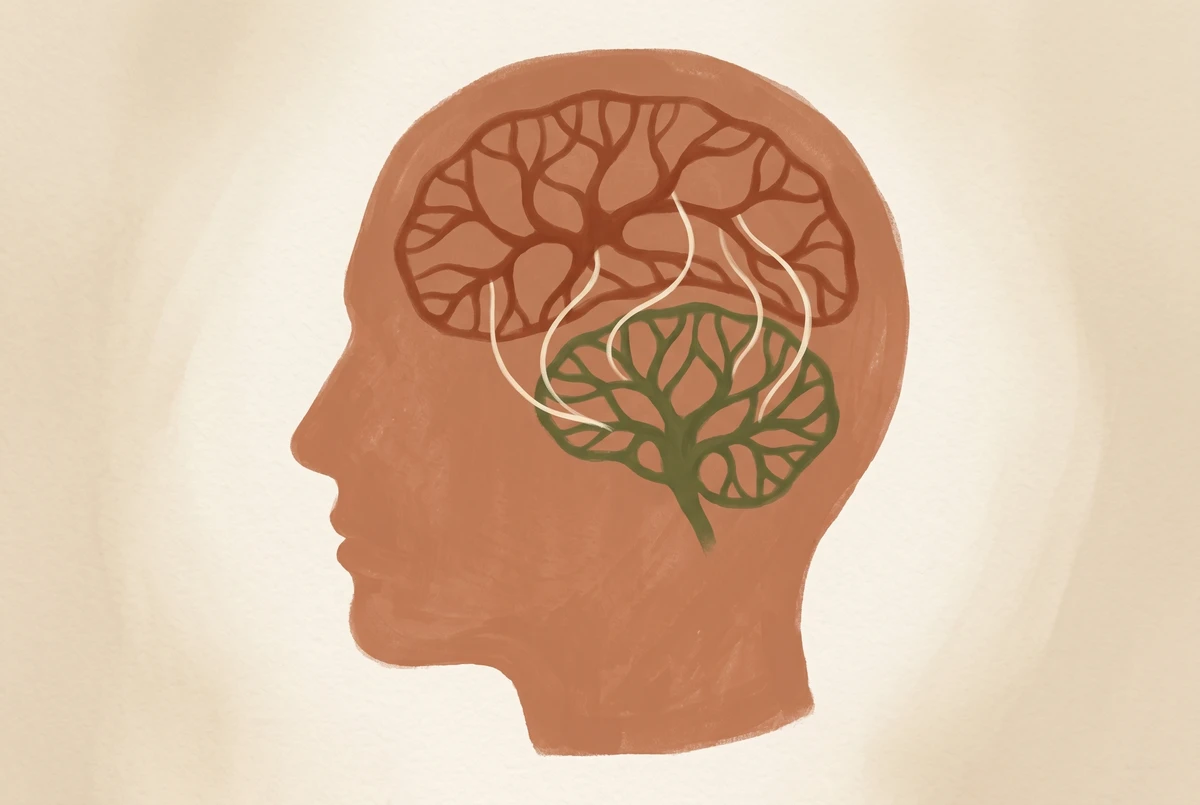 A stylized head in profile with two internal brain networks being linked by gentle curving threads, representing connectivity growth after sustained meditation